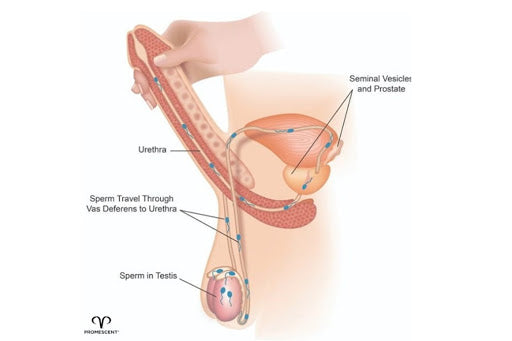 Sex Guide Telugu